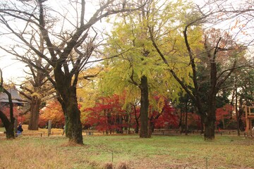 日本の寺。世田谷・九品仏の秋。紅葉に美しく染まる境内。浄真寺は９体の阿弥陀如来が安置されていることから九品仏と呼ばれている。サギソウの咲く寺としても知られる。境内にはたくさんの地蔵があり、秋には境内一面が紅葉に彩られる。
