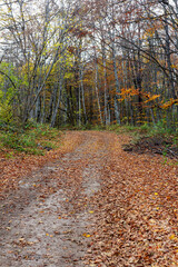 Dirt road in the autumn forest, autumn walks, nature, clouds, sky, cloudy weather, dried grass, plants,trees, yellow, foliage, close-up, state of nature.