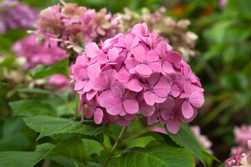 Sydney Australia, pink flowerhead of a hydrangea shrub