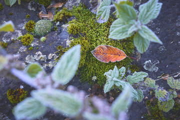 Herbst geht, Winter kommt, Frost am frühen Morgen mit Moos Bett auf Basalt
