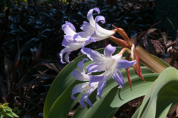 Fototapeta na wymiar Sydney Australia, Lilac-blue flowers of a worsleya procera or blue amaryllis 