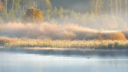 Fototapeta premium calm, warm, golden morning at the lake with a duck on the foggy water and pines in the background