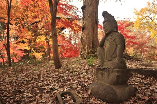 日本の寺。世田谷・九品仏の秋。紅葉に美しく染まる境内。石仏。浄真寺は９体の阿弥陀如来が安置されていることから九品仏と呼ばれている。サギソウの咲く寺としても知られる。境内にはたくさんの地蔵があり、秋には境内一面が紅葉に彩られる。