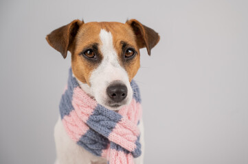 Dog Jack Russell Terrier wearing a knit scarf on a white background.