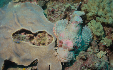 deadly bearded scorpion fish lies motionless on coral reef bed in watamu marine park, kenya