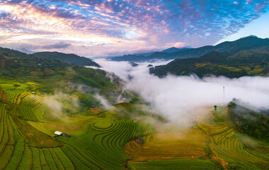 field, agriculture, landscape, tea, green, nature, plantation, farm, rice, plant, hill, grass, asia, mountain, rural, countryside, summer, terrace, terraced, travel, china, mu cang chai, yen bai