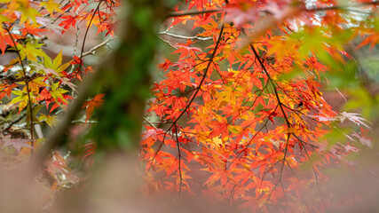 【日本の秋】紅葉　Japanese autumn leaves