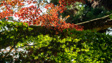 【日本の秋】紅葉　Japanese autumn leaves