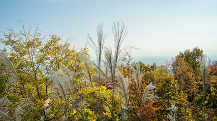 Obraz na płótnie Canvas 高尾山の紅葉　【日本の秋】紅葉　Japanese autumn leaves