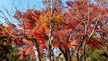 【日本の秋】紅葉　Japanese autumn leaves