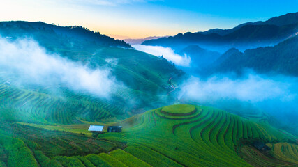 field, agriculture, landscape, tea, green, nature, plantation, farm, rice, plant, hill, grass, asia, mountain, rural, countryside, summer, terrace, terraced, travel, china, mu cang chai, yen bai