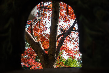 【日本の秋】紅葉　Japanese autumn leaves