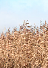 Fototapeta premium Dry sedge grass in the wind next to a lake or river. Golden sedge grass in the sun. Abstract natural background. Natural Beige. Pampas grass, seeds. Neutral colors. Selective focus. Trend concept.