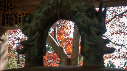 【日本の秋】紅葉　Japanese autumn leaves