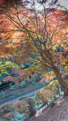 【日本の秋】紅葉　Japanese autumn leaves