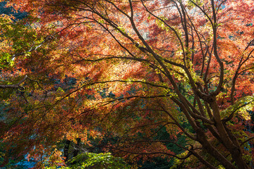 【日本の秋】紅葉　Japanese autumn leaves