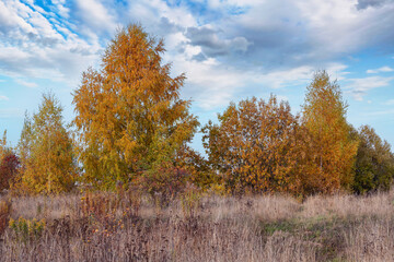 Fototapeta premium Bright trees with colorful foliage on the backdrop of a blue sky with white clouds.