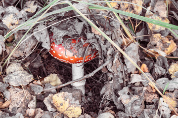 Fly agaric with white spots hides among dry fallen autumn leaves and grass.