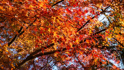 【日本の秋】紅葉　Japanese autumn leaves