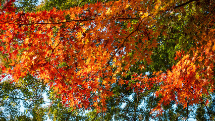 【日本の秋】紅葉　Japanese autumn leaves