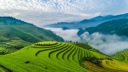 field, agriculture, rice, grass, nature, plant, landscape, farm, asia, spring, rural, tea, paddy, summer, leaf, food, garden,  hill, plantation, green, lawn, yellow, mu cang chai, yen bai