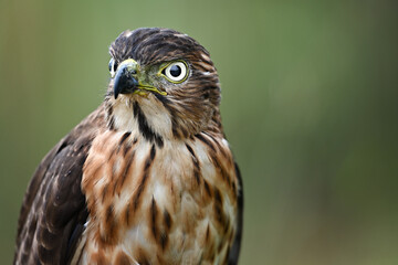 red tailed hawk