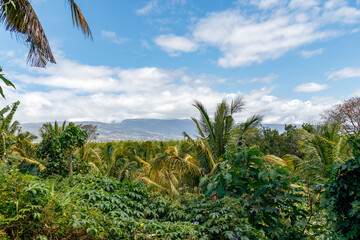 Fototapeta na wymiar Blick über Zuckerrohrfelder auf Reunion