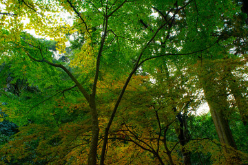 自然あふれる森林と紅葉