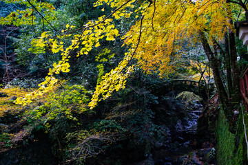 自然あふれる森林と紅葉と石橋