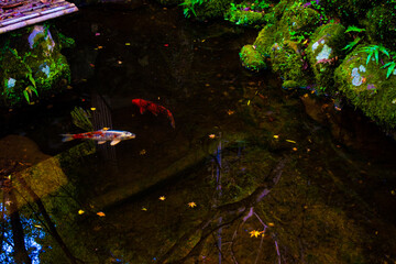 自然と池の中の鯉