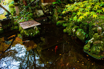 自然と池の中の鯉