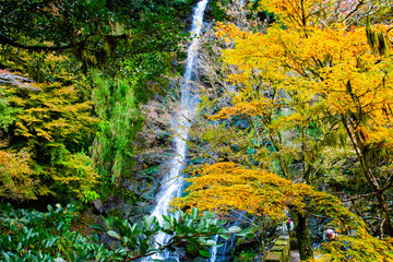 自然あふれる森林と紅葉の中の滝