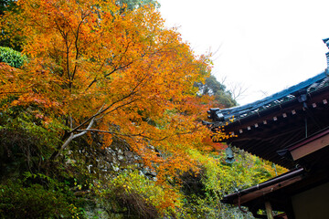 自然あふれる森林と紅葉と寺院
