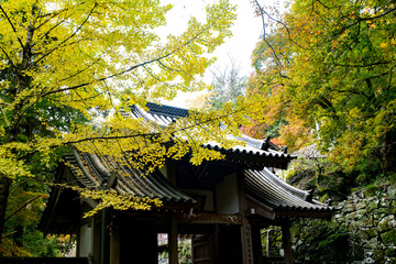 自然あふれる森林と紅葉と寺院