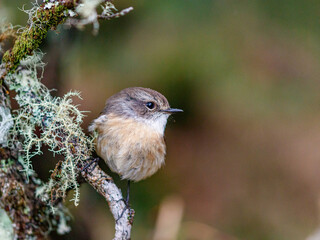 Brillenvogel auf einem Zweig