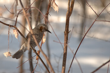 Brown-eared bulbul perched on a tree branch in winter