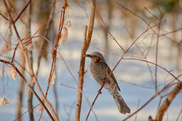 Brown-eared bulbul (Hypsipetes amaurotis) perched on tree branch in winter, eating