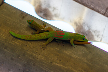 Grüner Gecko 