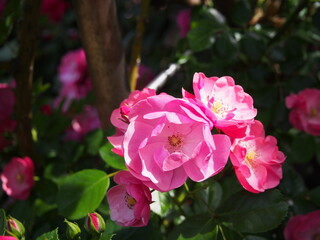 Obraz premium OLYMPUS DIGITAL CAMERA