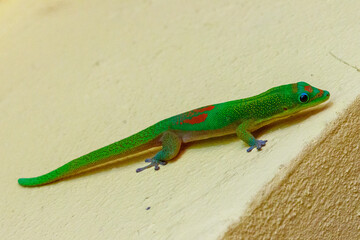 Gecko