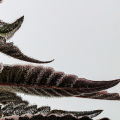 Trichomes showing an a Ice Cream Cake Sugar Leaf