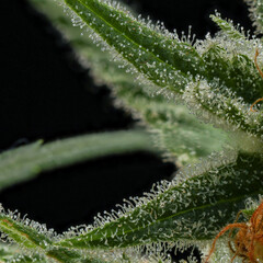 Macro Shot of some Trichomes of a MAC Cannabis plant