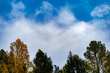 Obraz premium bright blue sky with clouds on the tops of trees