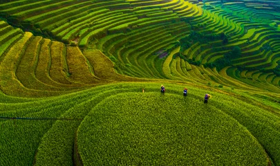 Foto op Plexiglas Mu Cang Chai veld-, landbouw, rijst, gras, natuur, fabriek, landschap, farm, Azië, de lente, landelijk, thee, rijstveld, zomer, blad, eten, tuin-, heuvel, plantage, groen, gazon, geel, mu cang chai, yen bai