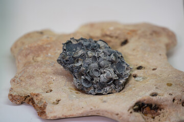 shells. sedimented shells placed on a rock in the sea. product photo.