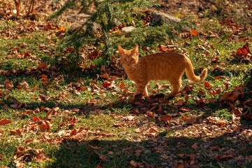 A red kitten on the grass in autumn.