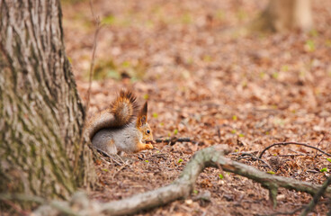Grey squirrel feeding in the park