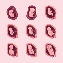 nine embryo development icons