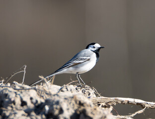 Common wagtail in the fields.