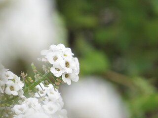白い小さな花　アリッサム